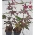 Acer palmatum 'Atropurpureum' Клен пальмолистный 'Атропурпуреум'